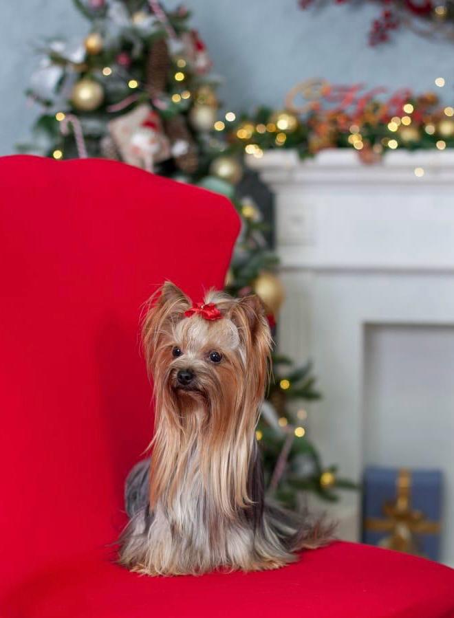  WILGRET ROYAL FLASH &mdash; Labaza DogPedigree YorkshireTerrier